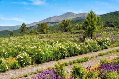 İspanya 'da bahar aylarında çiçeklerle çevrili bir dağ yolu.