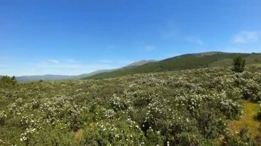 İlkbaharda İspanya 'nın orta kesimindeki dağlarda mavi gökyüzü bulunan çok renkli çiçek patlamalarıyla kaplı yeşil çayırlar.