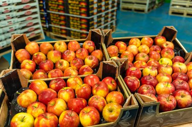 Dondurulmuş meyve deposunda kaliteli elmalarla dolu karton kutular
