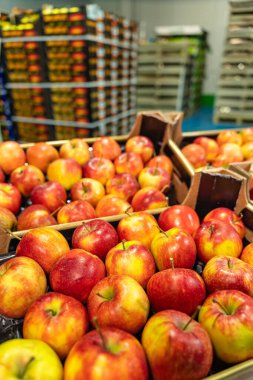 Dondurulmuş meyve deposunda kaliteli elmalarla dolu karton kutular