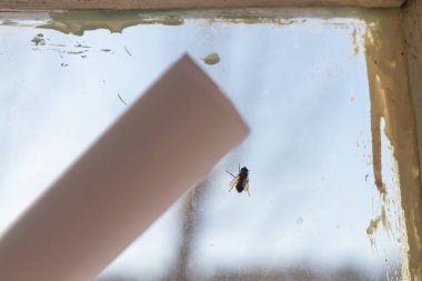 Katlanmış bir gazeteyle penceredeki sineği öldür..