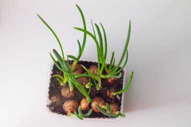 Yeşil tüylü soğan bitkisi beyaz zemin üzerinde toprak olan bir kabın içinde, üst görünüm.