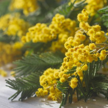 Bahar kabarık sarı küçük mimoza çiçekleri yaklaşır.