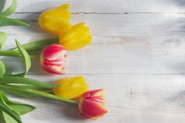 Renkli parlak çiçekli şenlikli arka planlar. Kırmızı, sarı, turuncu laleler..