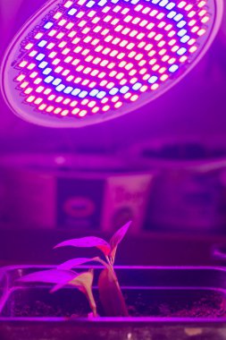 Genç biber bitkileri kırmızı filtolap ile aydınlatılır..