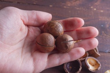 Nefis kahverengi, yuvarlak, macadamia fındıkları elinde tutman için..