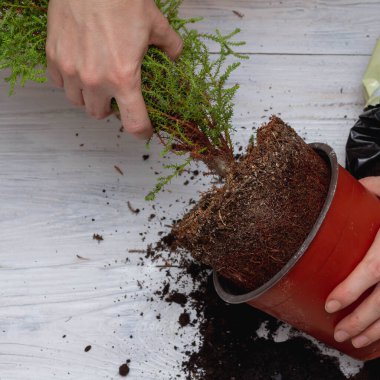 Evde yeni bir çömlekte ünlü ev bitkileri..