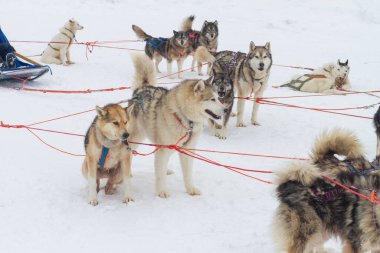 Kış mevsiminde kışın köpekli kızakla kaymak.