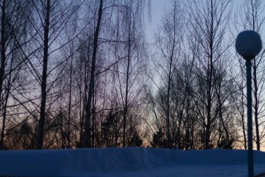 İlkbaharın veya kışın akşamları huş ağaçlarının siluetleriyle gökyüzü.