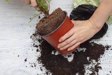 Evde yeni bir çömlekte ünlü ev bitkileri..