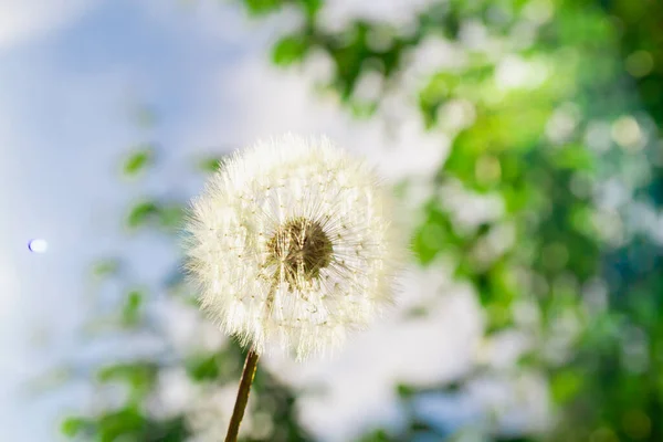 .Air dandelion with white parachutes in summer on a sunny day in the sun.
