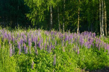 Yazın Rusya 'da güneşli bir günde, Lupin çiçekleriyle dolu bir çayırın kenarına..