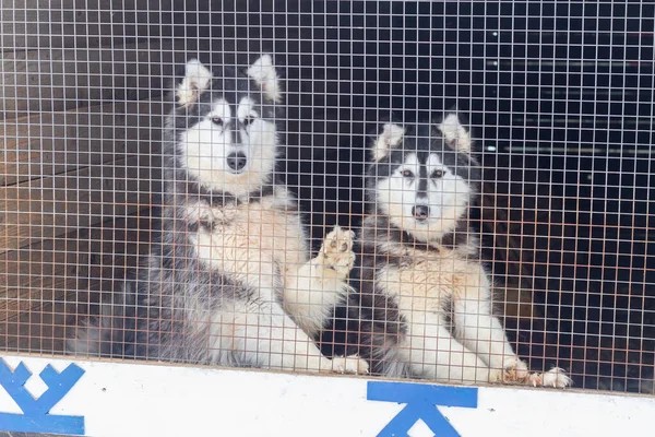 Kennel for sled dogs Husky with the content of dogs behind bars. The dogs are looking at you.
