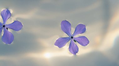 Güzel leylak narin çiçekler berrak sularda yüzer..