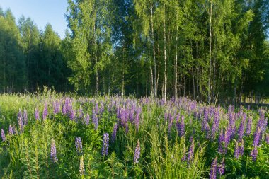 Yazın Rusya 'da güneşli bir günde, Lupin çiçekleriyle dolu bir çayırın kenarına..