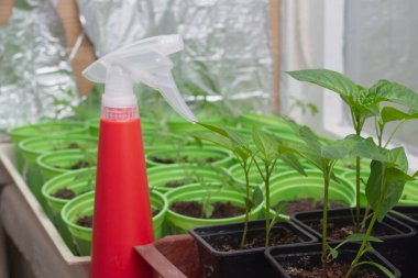 Baharda bahçe için pencere eşiğinde biber tohumu yetiştirilir..