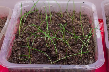 Soğan filizleri evin penceresinde toprak olan bir konteynırda ekiliyor..