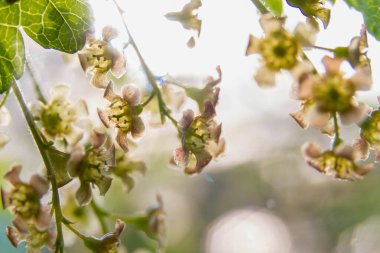 Kırmızı frenk üzümü baharda bahçede çiçek açar. Frenk üzümünün çiçekleri yaklaşır.