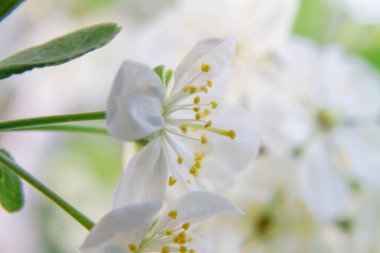 Kiraz çiçeği, erkek organı ve erkek organıyla yakın plan..