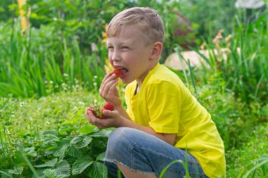 Beyaz çocuk yazın bahçedeki bir çilek çalısından kırmızı sulu çilek yer..