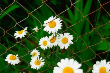 Yaprakların koyu yeşil arka planında güzel papatya çiçekleri ve metal örgülerden yapılmış bir çit..
