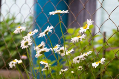 Merhaba, yaz bahçesinde Beyaz papatya çiçekleri kırsalda çitlerde.