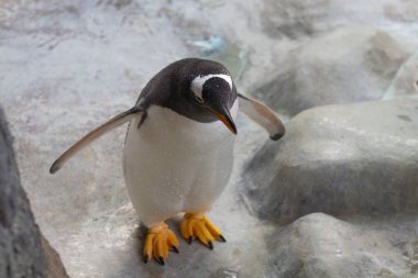 Hayvanat bahçesindeki siyah ve beyaz penguenler kayaların üzerinde güneşleniyorlar..