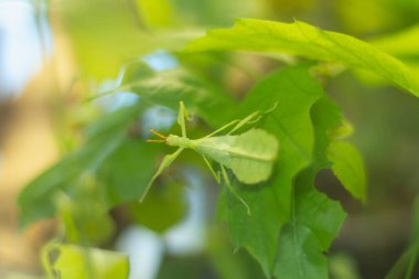 Yeşil broşür böceği yeşil bir bitkinin yaprakları gibi kendini gizler..