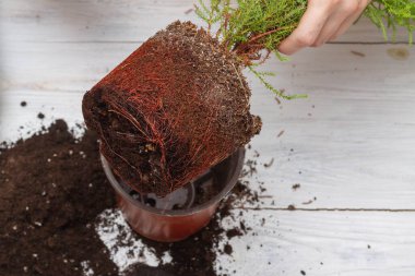 Evde yeni bir çömlekte ünlü ev bitkileri..