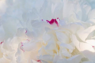 Beyaz şakayık yaprakları yakın plan. Güzel narin yaprakların çiçekli arkaplanı.