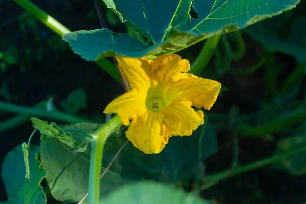Μεγάλο Κίτρινο Λουλούδι Φυτική Κολοκύθα Στον Κήπο Καλοκαίρι Στο Κρεβάτι — Φωτογραφία Αρχείου