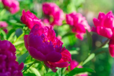 Güzel pembe çalılar, kıpkırmızı, yazın bahçede kırmızı şakayıklar..