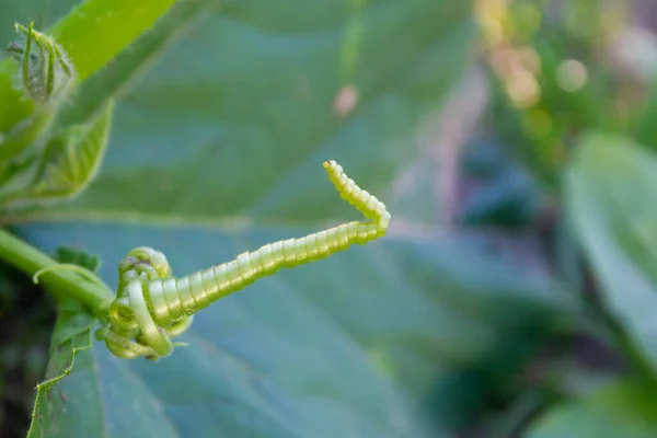 植物はカボチャをらせん状のマクロ写真で回転させ — ストック写真