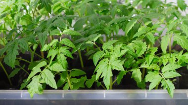 Baharda saksılarda domates fideleri yetiştiriyorum. Pencere kenarında, yazın seraya nakil için..