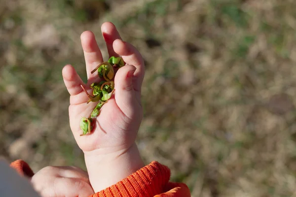 Πράσινα Φύτρα Φυτών Φύλλα Στην Παλάμη Ενός Μικρού Παιδιού Την — Φωτογραφία Αρχείου