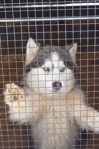 Husky Dog Husky Kennel Bars — Stock Photo, Image