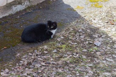 Baharda siyah beyaz bir kedi yerde yatıyor..