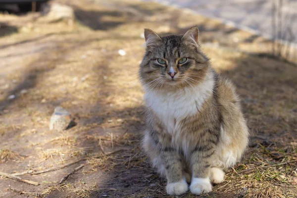 복슬복슬 시베리아 고양이가 칼라를 거리를 다닌다 — 스톡 사진