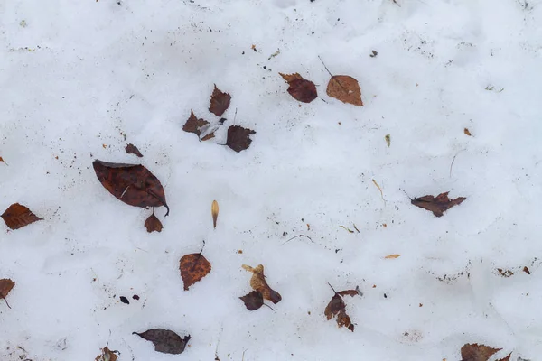 Loni Hnědé Listí Tavícím Sněhu Jaře Prohlubních Slunce — Stock fotografie