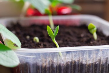İlkbaharda tohumdan yeşil yapraklı bir salatalık fidanı çıktı..