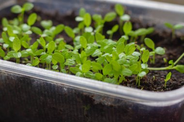 Tohumlardan yeşil yapraklı filizler ortaya çıktı. Topraklı bir kabın içindeki birçok küçük bitki..