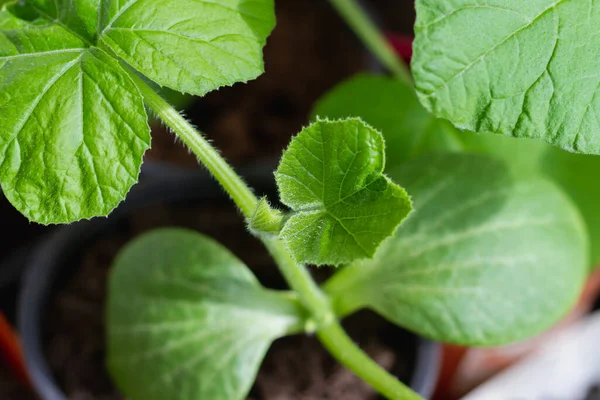 Planta Pepino Joven Para Plantar Invernaderos Una Maceta Con Tierra — Foto de Stock