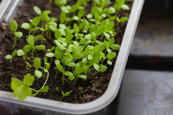 Brotes Con Hojas Verdes Aparecieron Semillas Muchas Plantas Pequeñas Recipiente — Foto de Stock