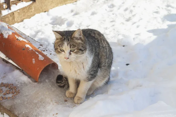 길잃은 갈색 고양이가 눈 속에 앉아 겨울에는 얼어붙어 있다 — 스톡 사진