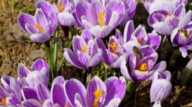 Arılar ve sinekler uçar ve ilkbaharda leylak çiçekleri tozlaşır..