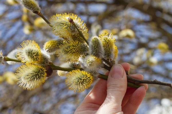 Zarte Zweige Blühender Weiden Blühten Frühling Ostern — Stockfoto