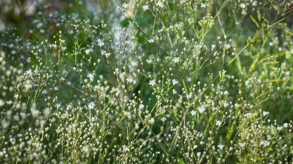 Lots Little White Gypsophila Flowers Green Background — Stock Photo, Image