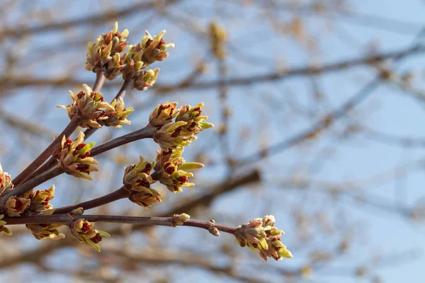 Die Knospen Den Zweigen Des Ahorns Blühen Einem Warmen Frühlingstag — Stockfoto