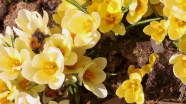 Yaban arıları, ilkbaharın erken saatlerinde güneşli bir günde polen kremi sarı crocus çiçekleri..