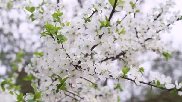Kvetoucí Švestkové Větve Četnými Bílými Květy Houpající Větru Jarní Zahradě — Stock video